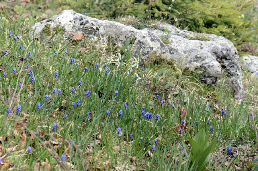 Muscari botryoides, albino